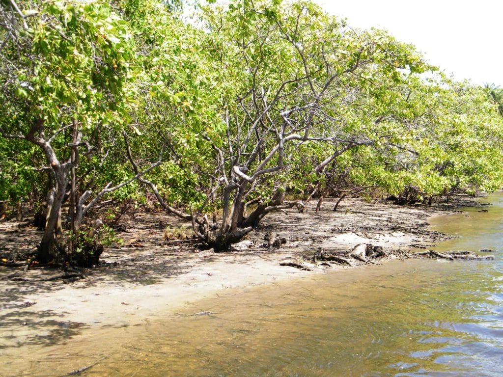 Os manguezais do RN